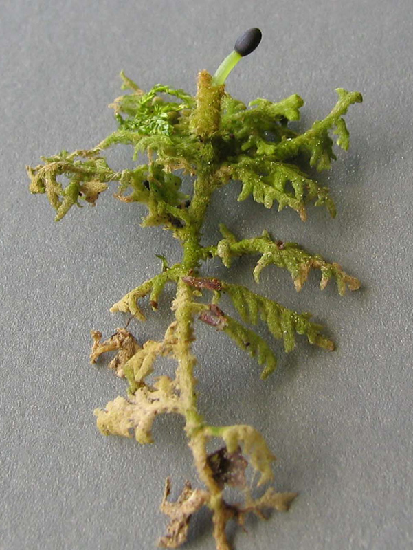 Trichocolea tomentella
